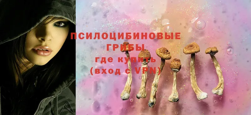 где можно купить   Железногорск  Галлюциногенные грибы MAGIC MUSHROOMS 